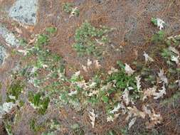 Image of Brittle Cactus