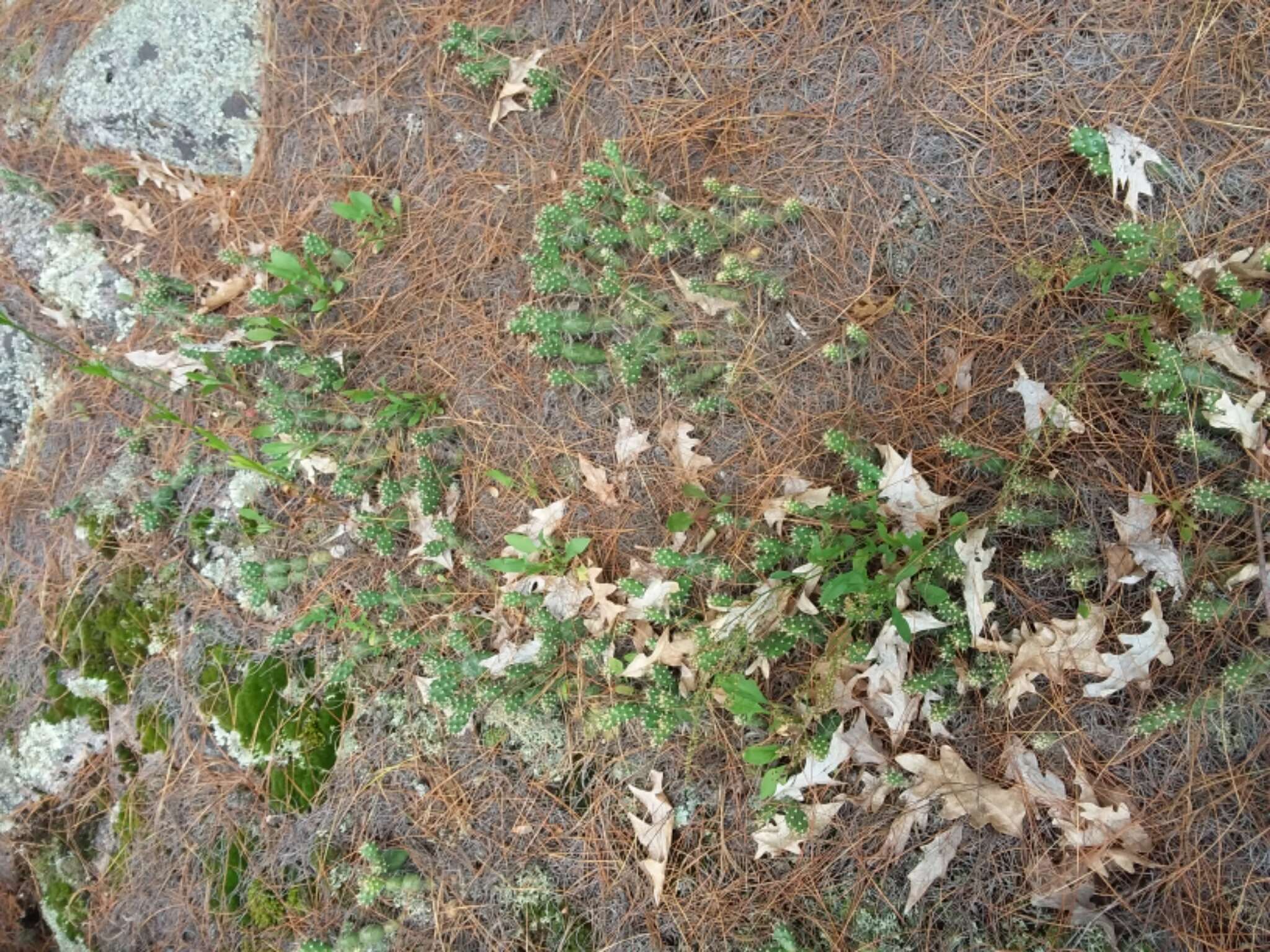 Image of Brittle Cactus