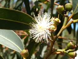 Image of gray gum