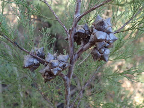 Plancia ëd Callitris rhomboidea R. Br. ex Rich. & A. Rich.