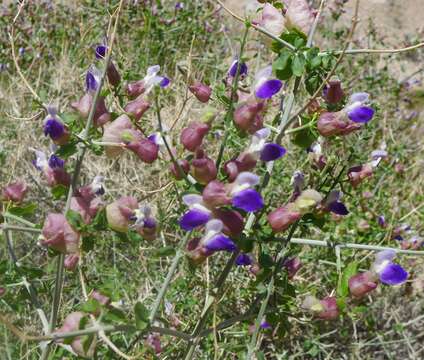 Imagem de Scutellaria mexicana (Torr.) A. J. Paton