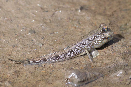 Image of Atlantic Mudskipper