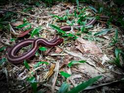 صورة Calliophis nigrotaeniatus (Peters 1863)