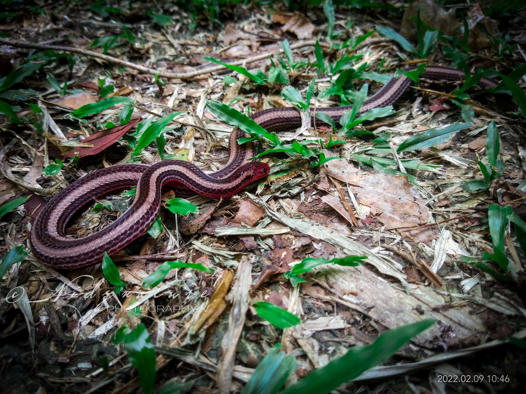 Plancia ëd Calliophis nigrotaeniatus (Peters 1863)