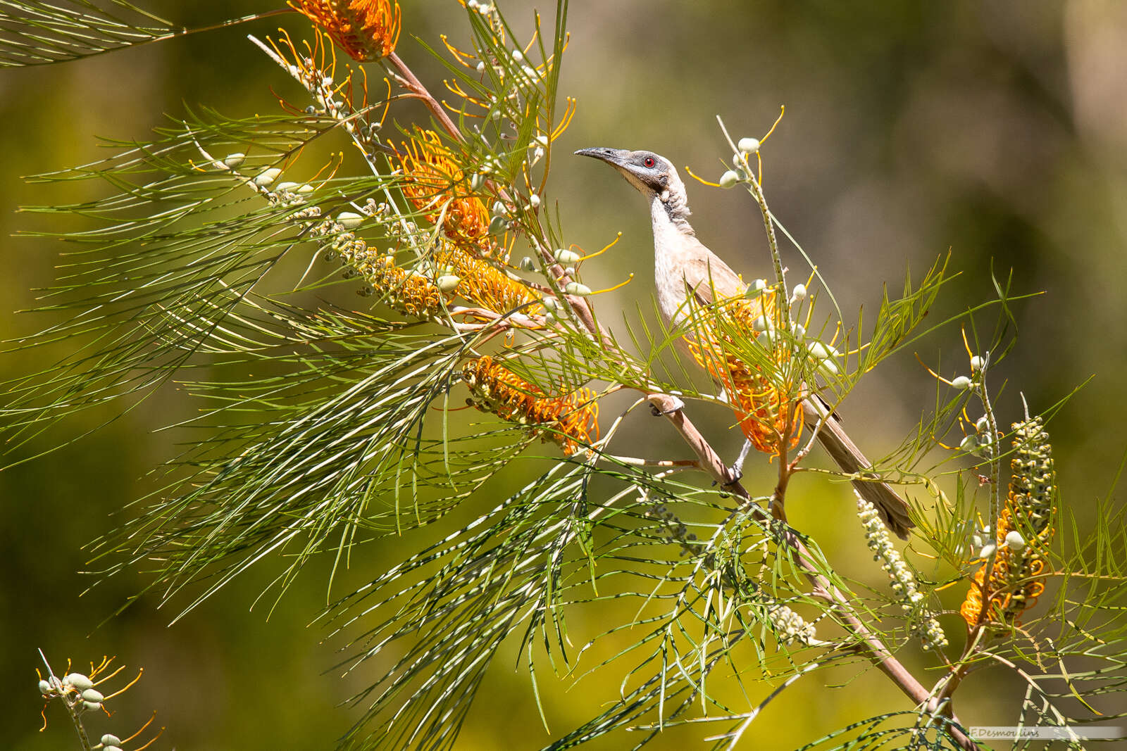 Image of Silver-crowned Friarbird