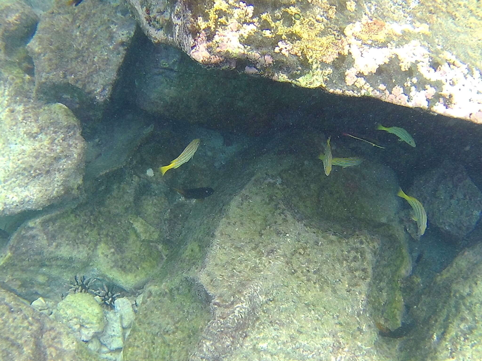 Image of Blue and gold snapper