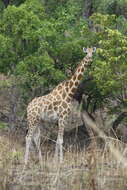 Image of Kordofan giraffe