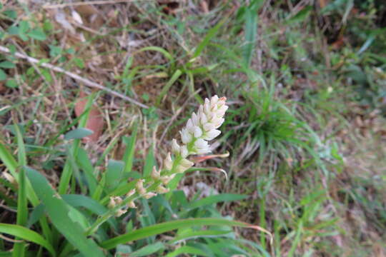 Image of Aletris spicata (Thunb.) Franch.