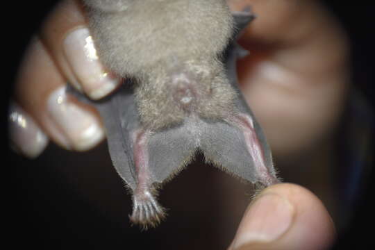 Image of Fischer's Little Fruit Bat