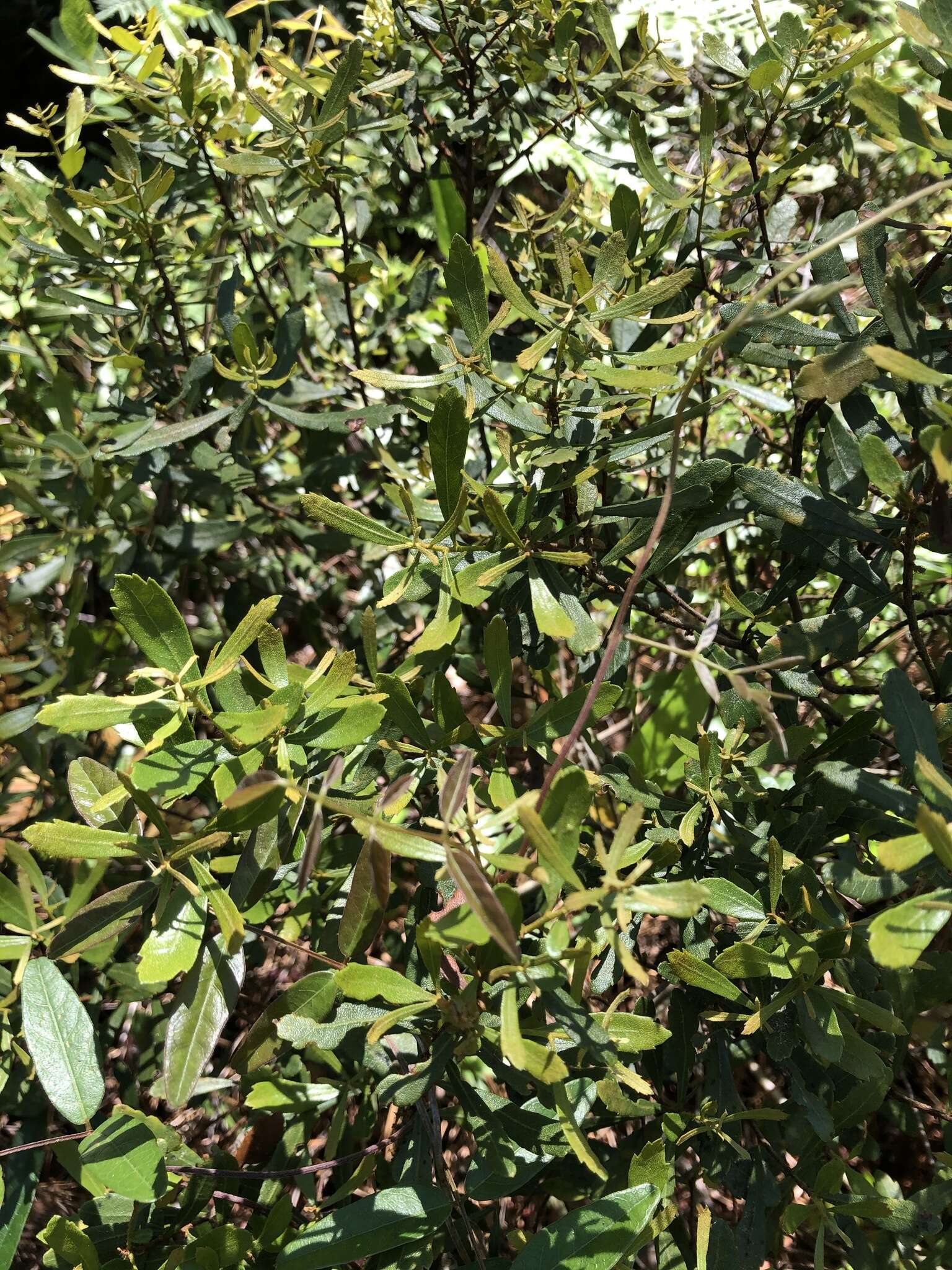 Image of wax myrtle