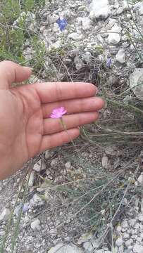 صورة Dianthus humilis Willd. ex Ledeb.