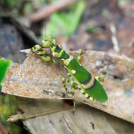 Plancia ëd Theopropus elegans Westwood 1832