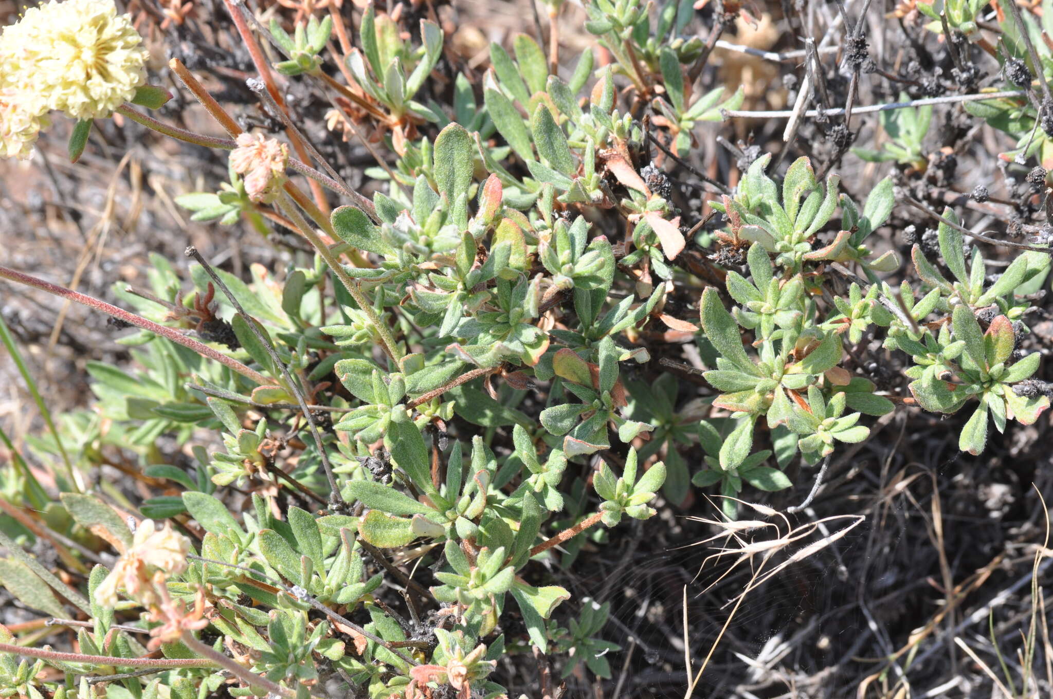 Image of rock buckwheat