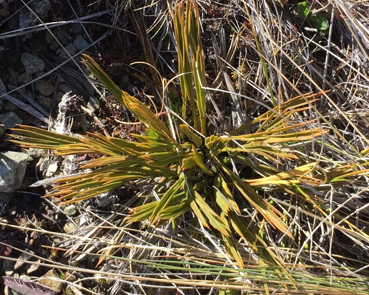 Image of Aciphylla montana Armst.