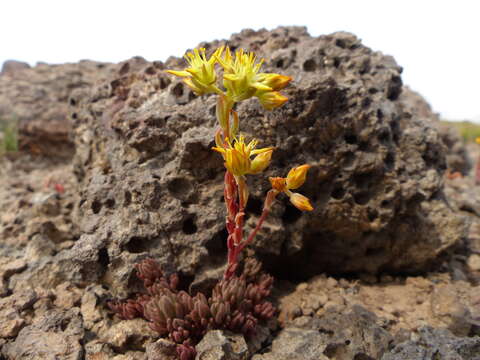 Слика од Sedum lanceolatum subsp. lanceolatum