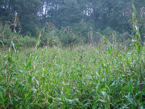 Image of diploperennial teosinte