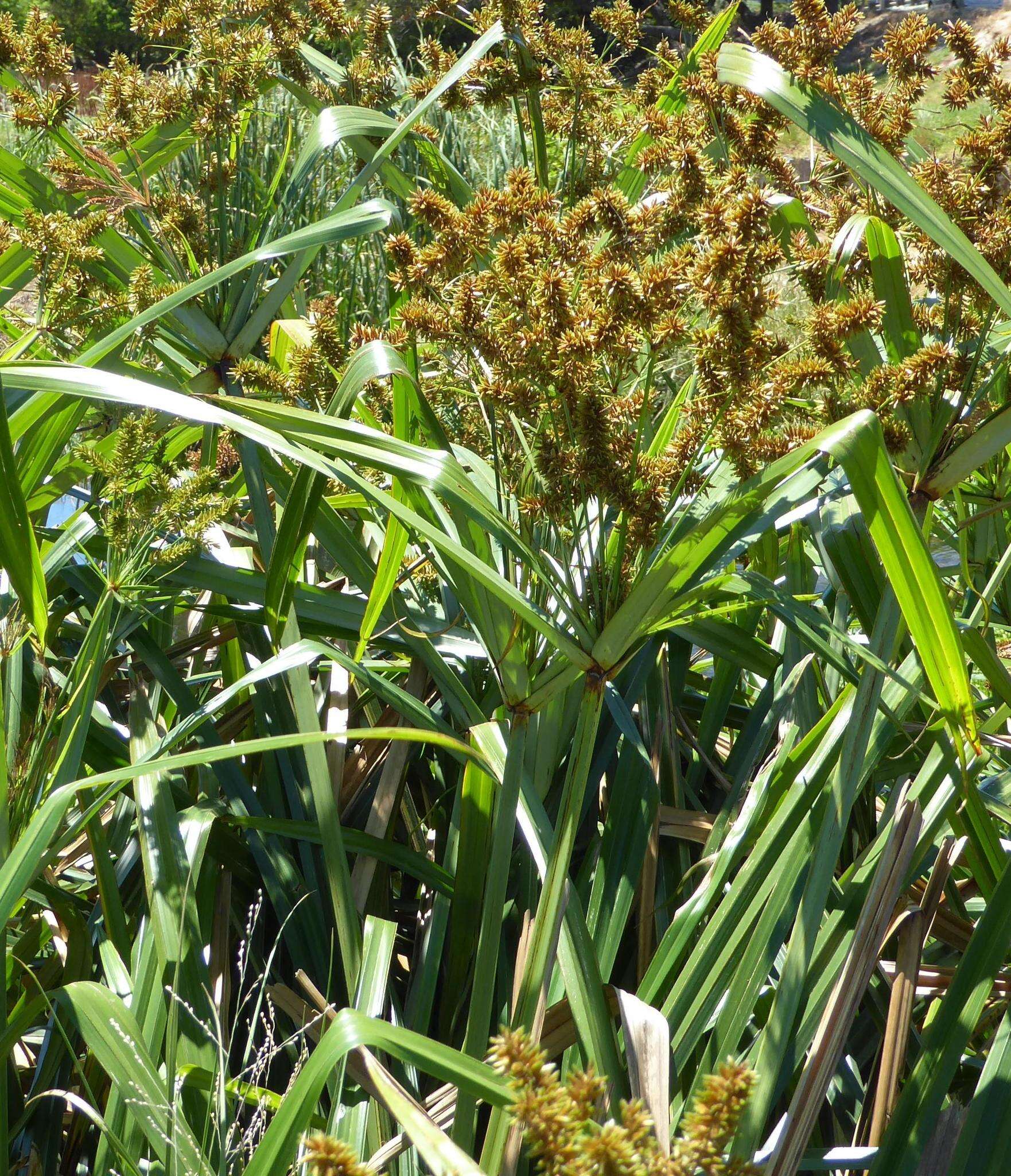 Image of Cyperus dives Delile