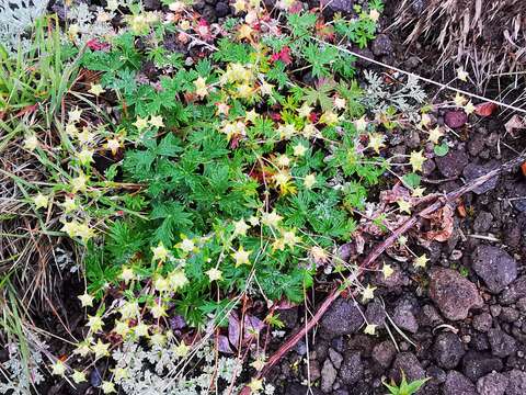 Image of Potentilla vulcanicola Juz.