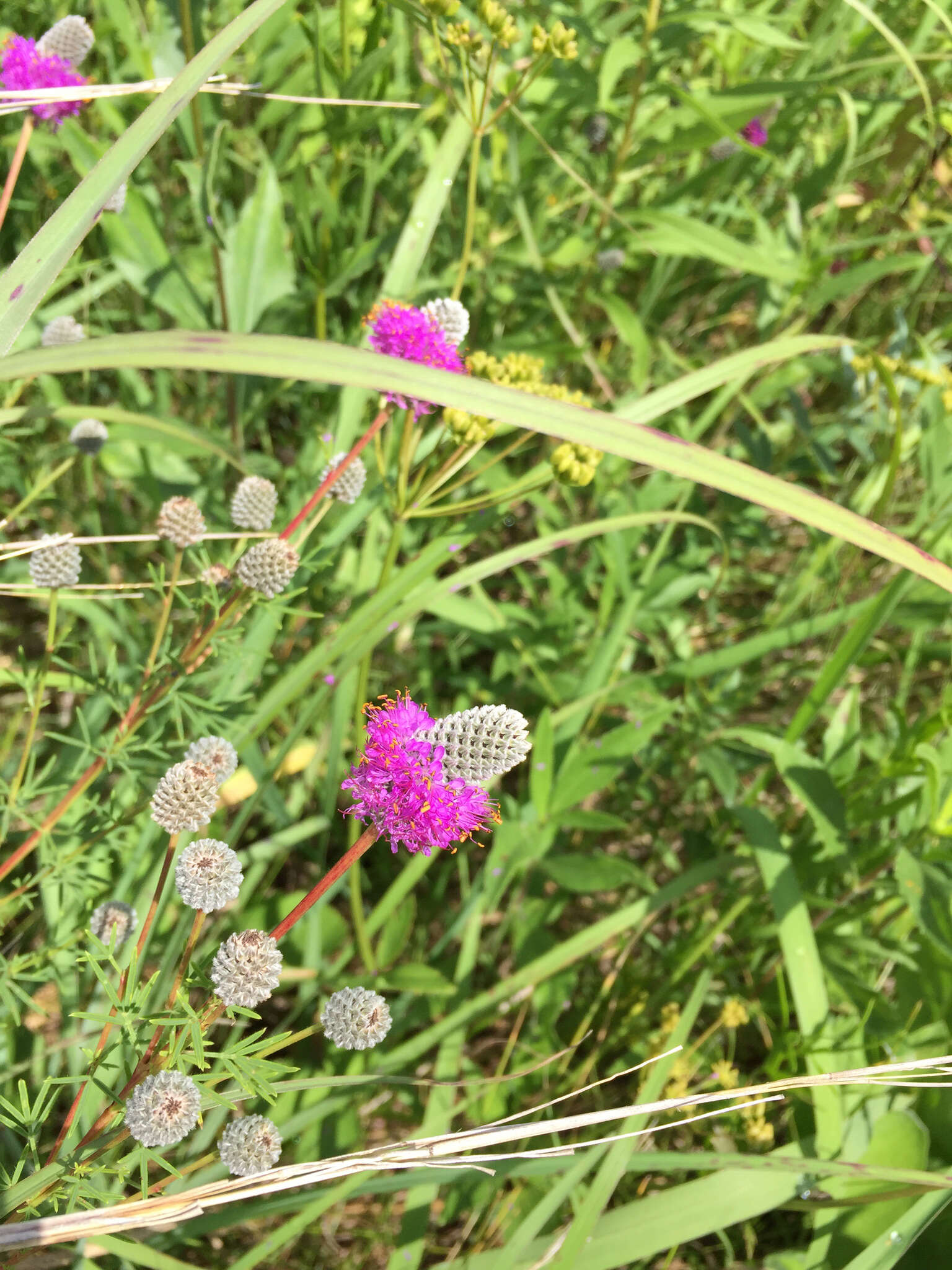 Image of purple prairie clover