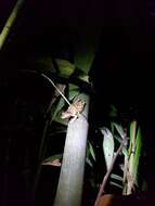 Image of Boulenger's Snouted Treefrog