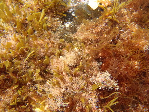 Image of Red Coralline Algae
