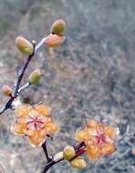 Imagem de Drosanthemum globosum L. Bol.