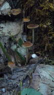 Image of Psilocybe fuscofulva Peck 1887