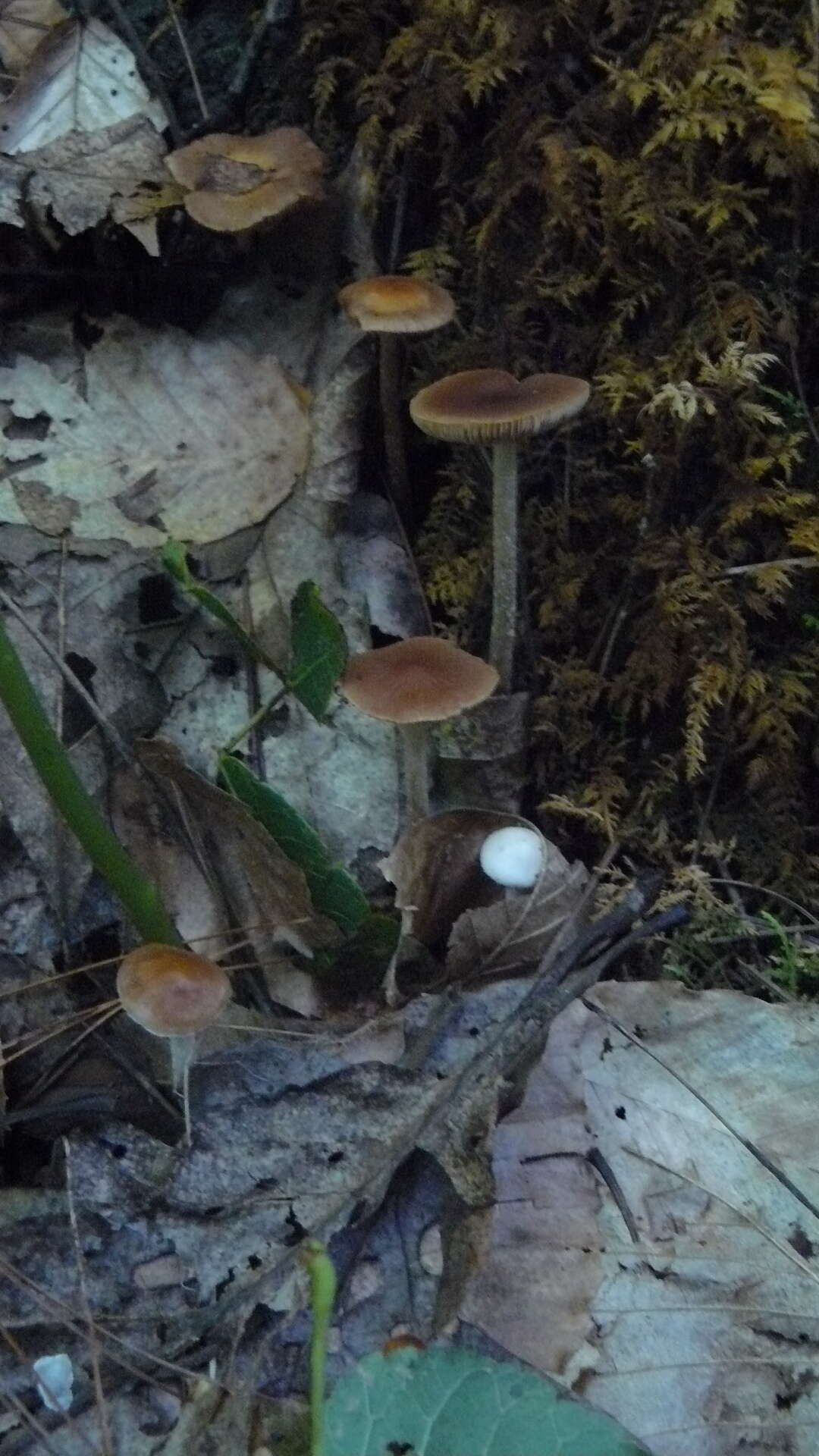 Image of Psilocybe fuscofulva Peck 1887