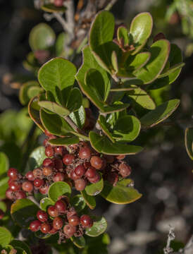 Image of Searsia lucida elliptica (Sond.) Moffett