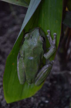 Image of Rheohyla Duellman, Marion & Hedges 2016