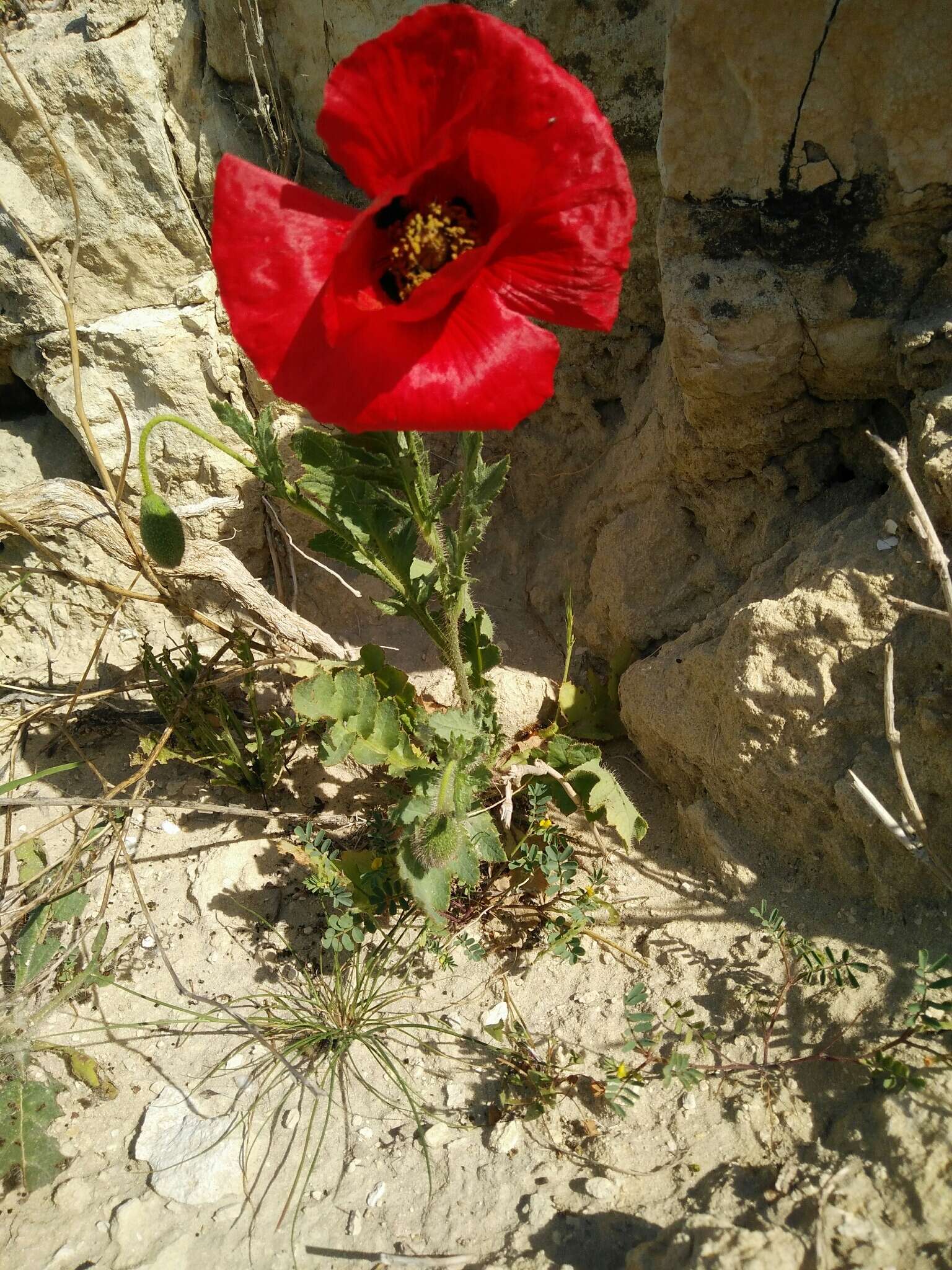 Image of Glaucium grandiflorum Boiss. & Huet