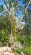 Plancia ëd Andropogon floridanus Scribn.