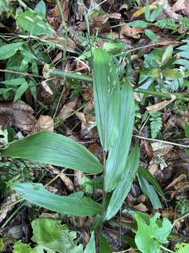 Image of Cape Francais Stalk Grass