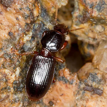 Image of Ground beetle