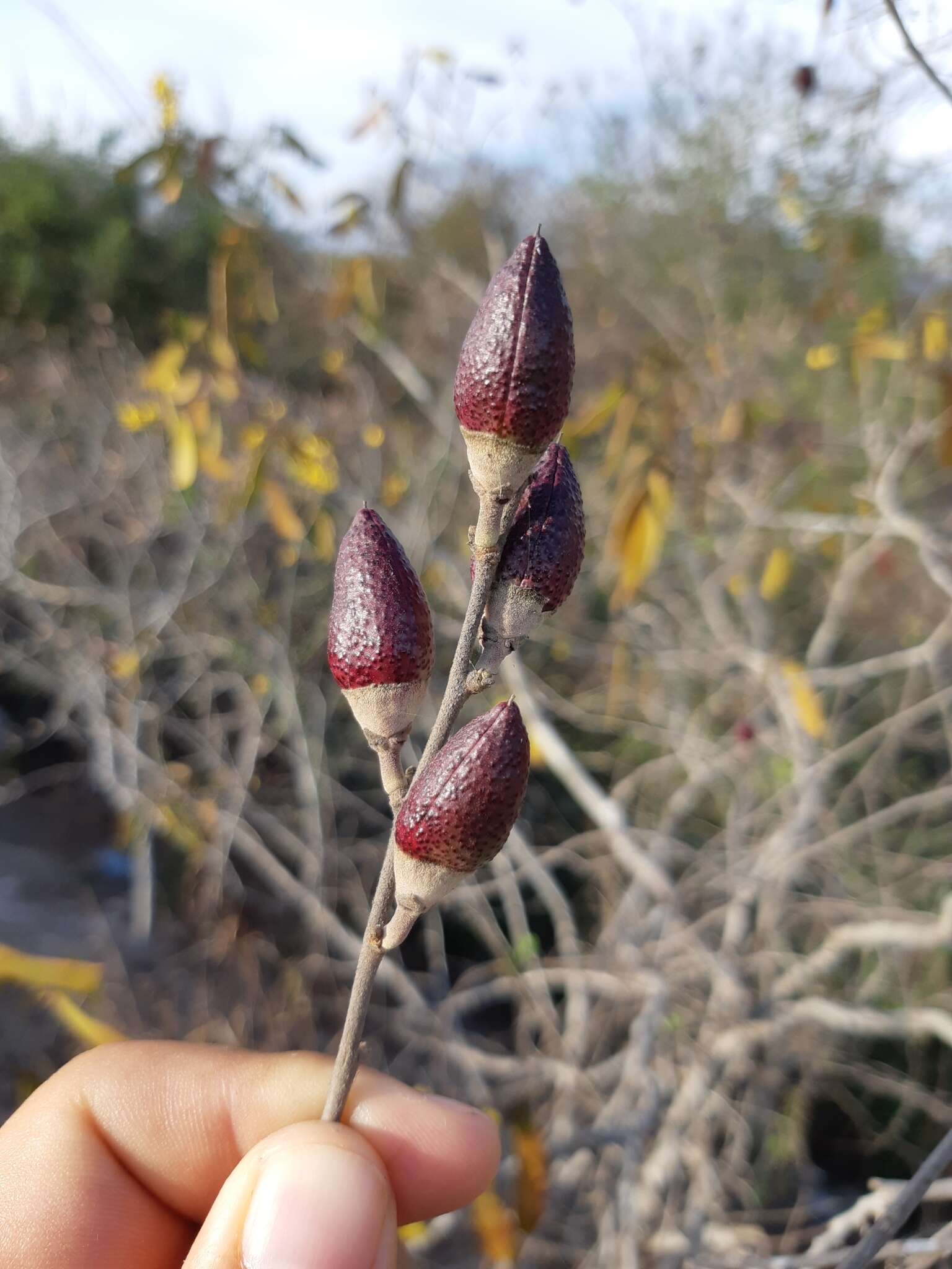 Image of Gossypium aridum (Rose & Standl.) Skovsted