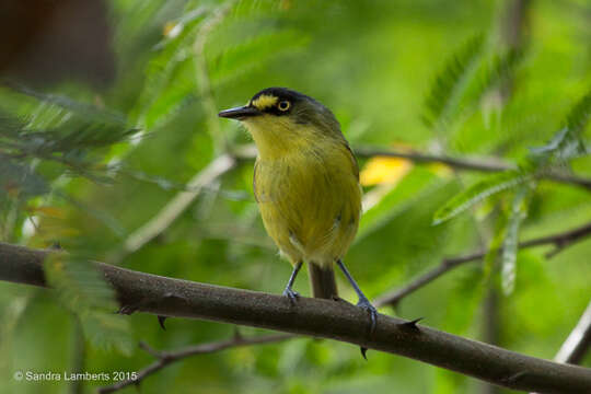 Image of Gray-headed Tody-Flycatcher