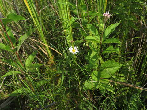 Image de Symphyotrichum boreale (Torr. & A. Gray) A. Löve & D. Löve