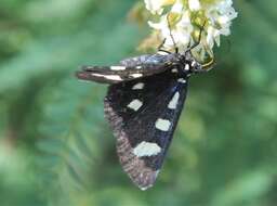 Image of Two-spotted Forester