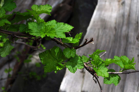 Слика од Physocarpus capitatus (Pursh) Kuntze