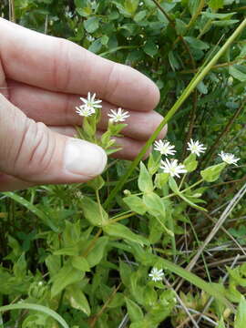 Image of beach starwort