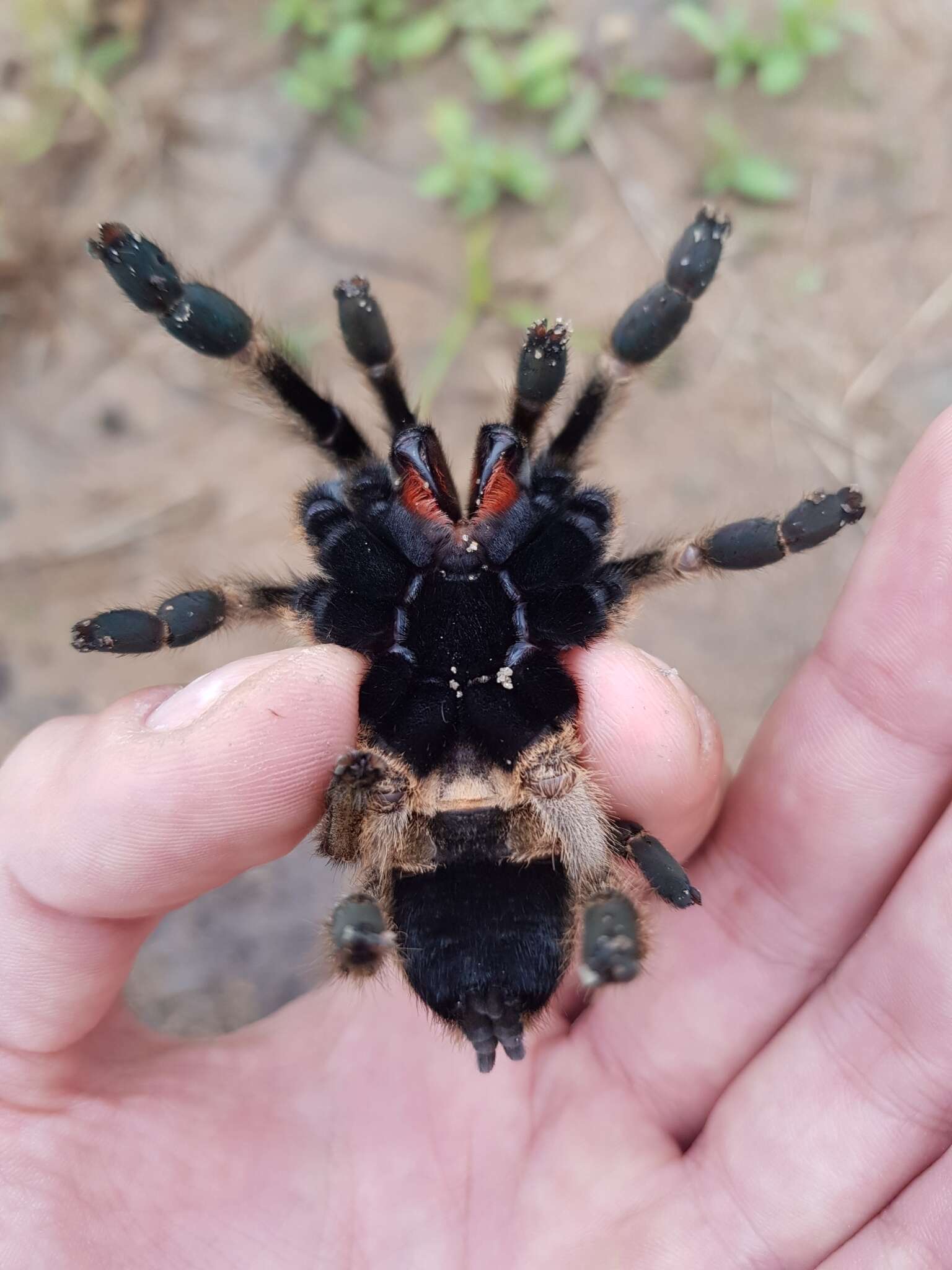 Image of Straight Horned Baboon Tarantula