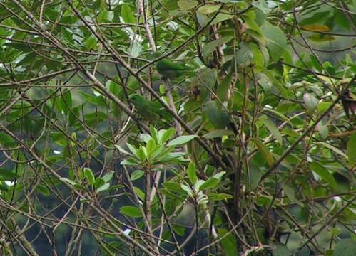 Image of Golden-browed Chlorophonia