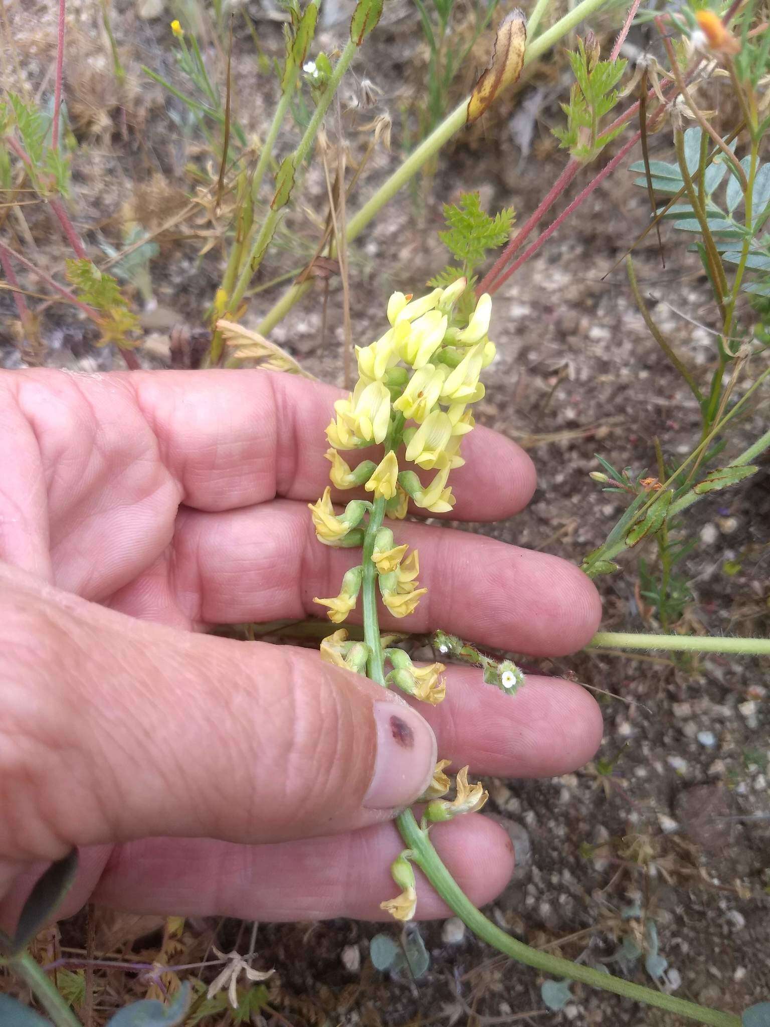 Astragalus douglasii var. parishii (A. Gray) M. E. Jones resmi