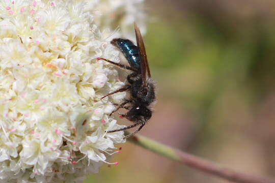 Image de Andrena cerasifolii Cockerell 1896