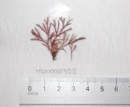 539.mbiom md0002905 1394210410 jpg.580x360