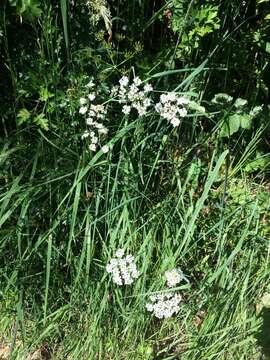 Conopodium resmi