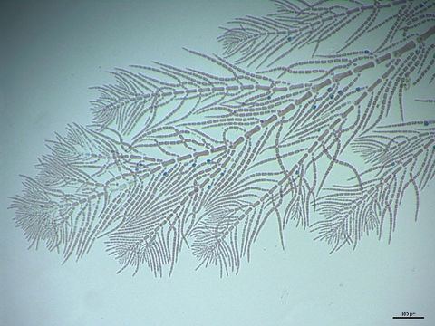 Image of Antithamnionella