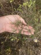 Image de Symphyotrichum dumosum (L.) G. L. Nesom