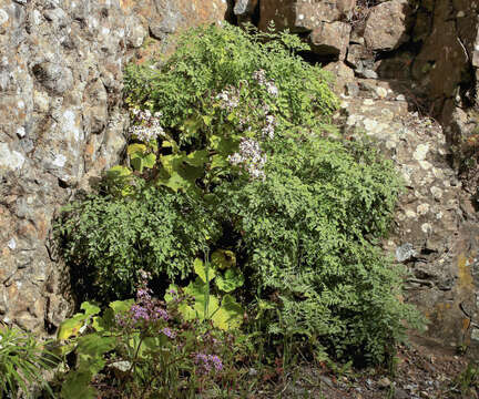 Plancia ëd Pimpinella junoniae Ceball. & Ortuno