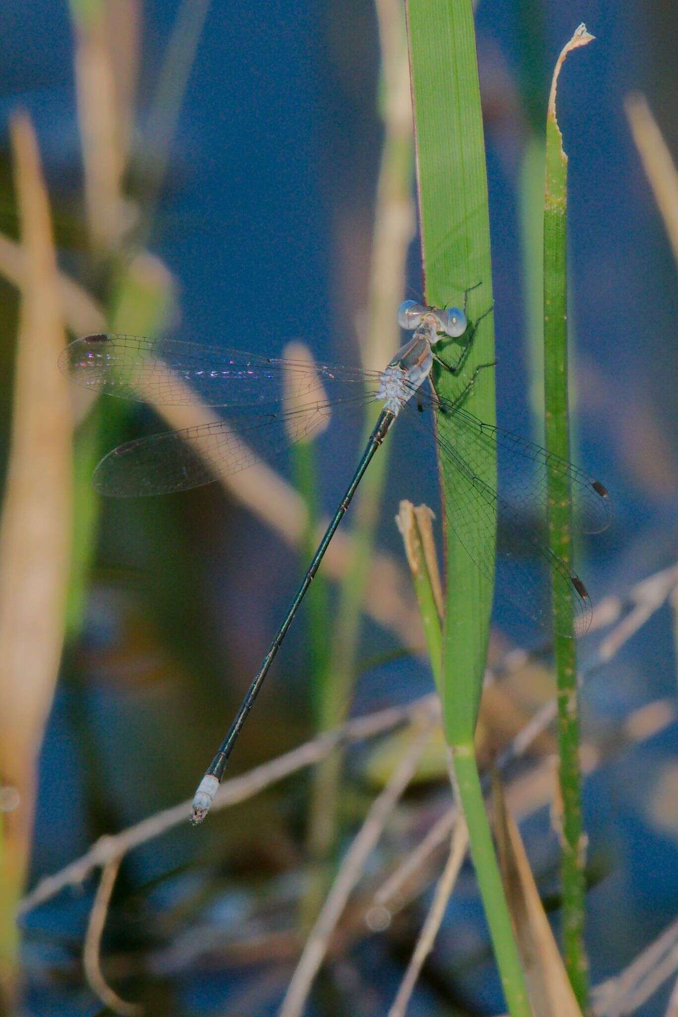 Image of Carolina Spreadwing